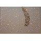 Plafoniera Cristale, spiral, Bohemia, GU10, LW010316120101, Crystal