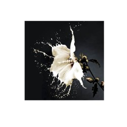 Tablou Decorativ Schuller ·Splash· Photo, 100X100 719360 Spania